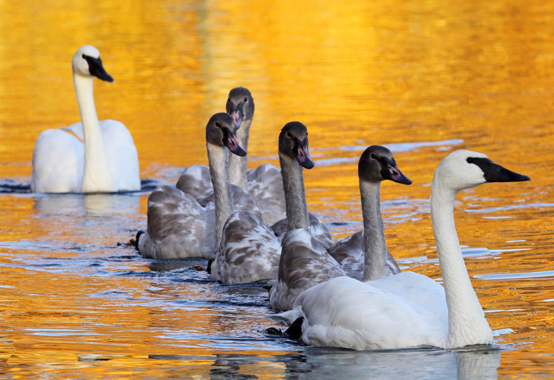 Swans on Golden Pond copy.jpg