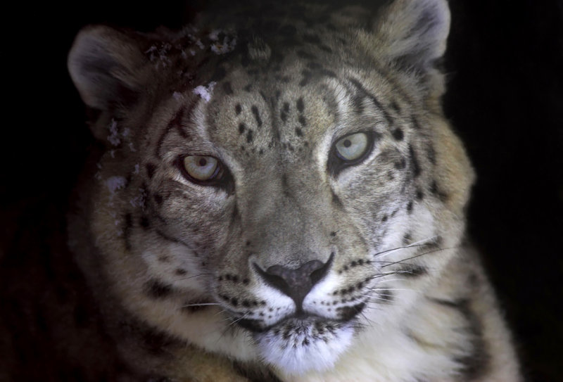 Snow Leopard in cave.jpg