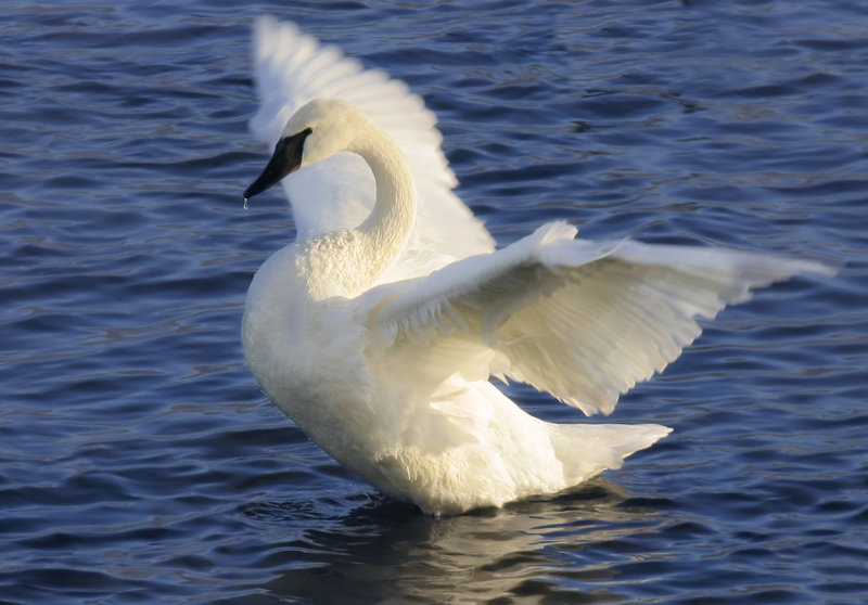 Swan Song 2005.jpg