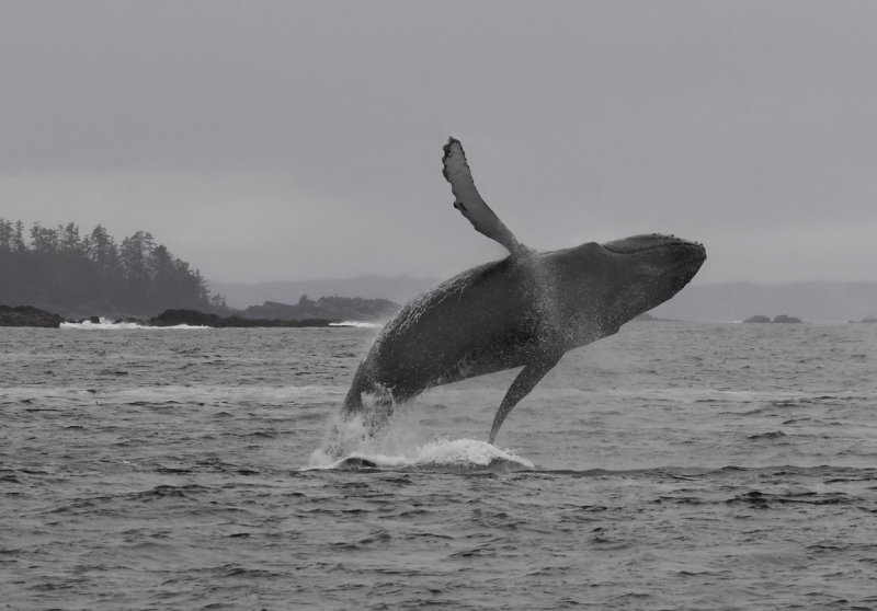 Humpback whale-Breech2.jpg