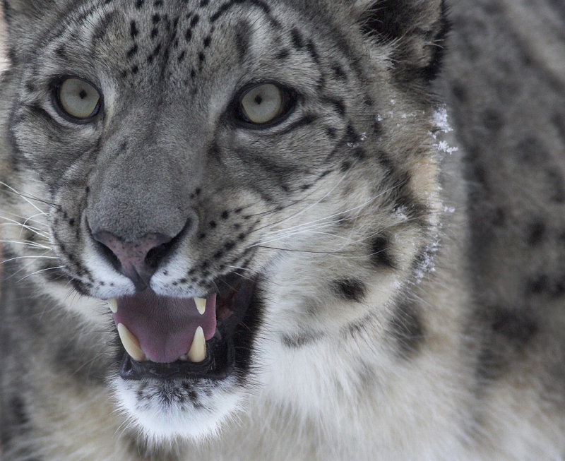 Snow Leopard 3.jpg