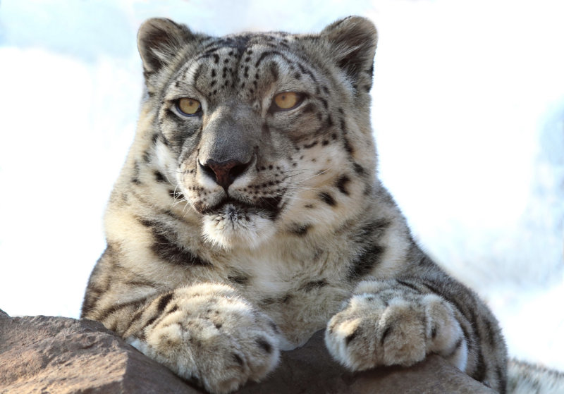 Snow Leopard 1.jpg