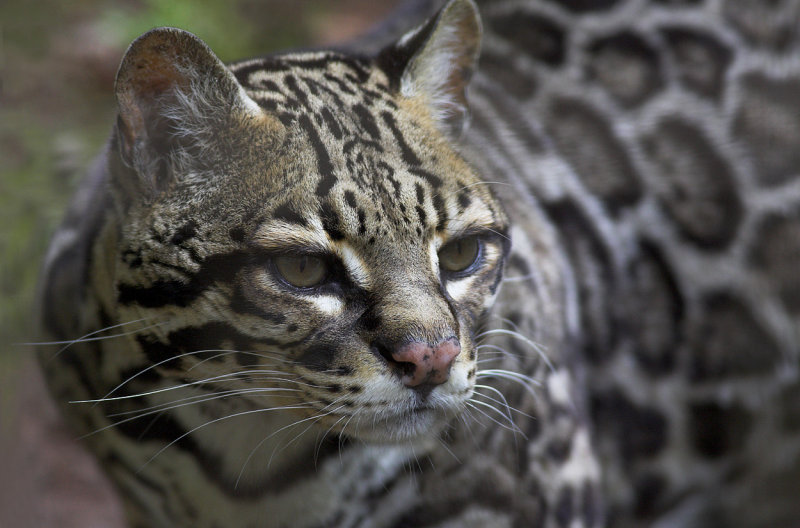 Ocelot  Hacienda Baru NWR.jpg