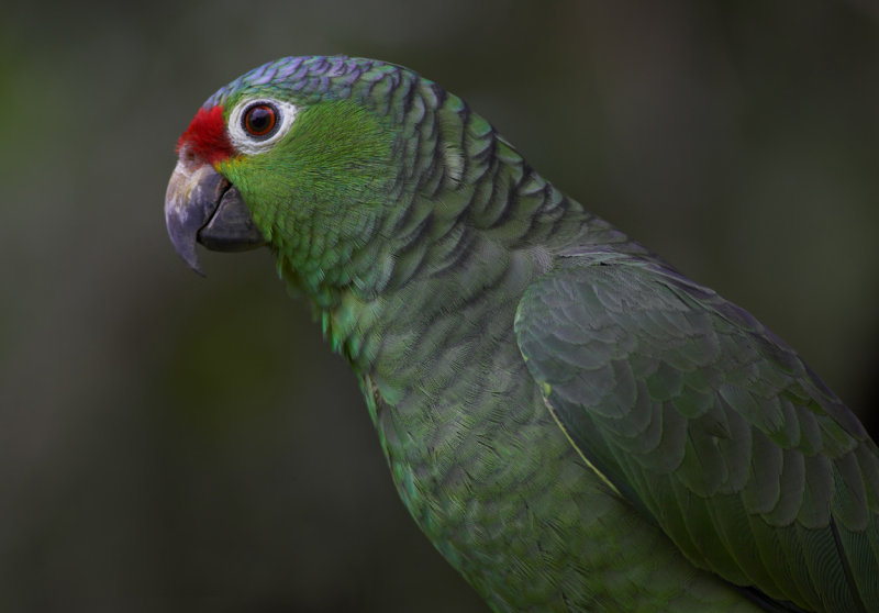 Red - lored Parrot by pool II.jpg