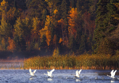 Swans and fall scene - Mary Lake copy.jpg