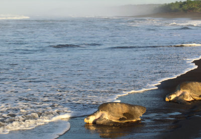 Costa Rica: Ostional