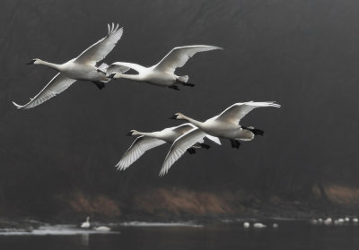 Swans of Monticello