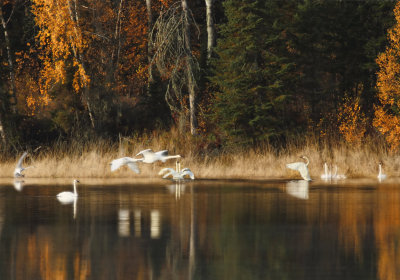 Swans in fall colors near Headwaters copy.jpg