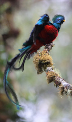 Costa Rica: San Gerado de Dota