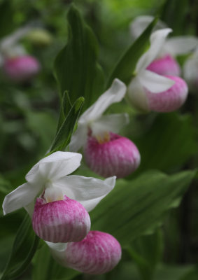 Showy Lady's Slipper - Minnesota's State Flower