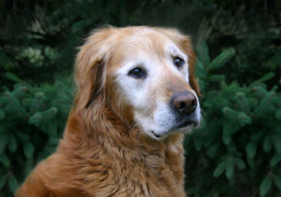 Drayfus of Edinburgh(Passed in 2004)