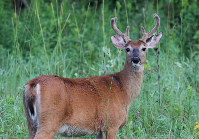 Buck in velvet copy.jpg