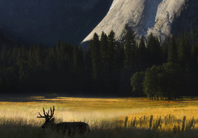 Yosemite NP-Yosemite Wildlife