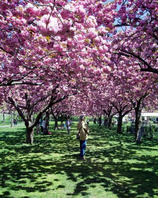 A walk through Cherry Blossoms 