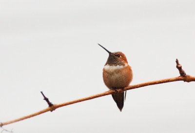 Rufous 1