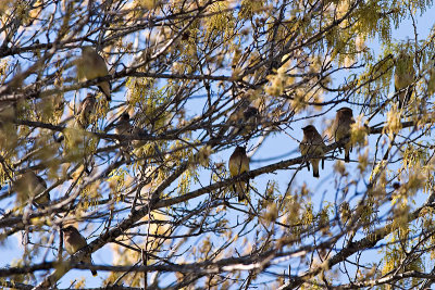 Cedar Waxwings pause in a red oak tree after gorging on holly berries