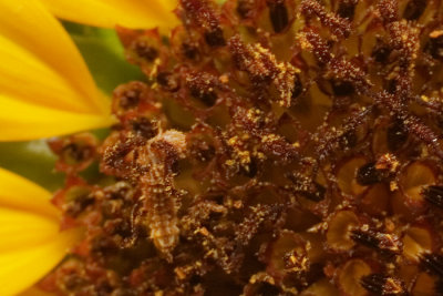 Sunflower Caterpillar