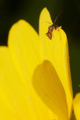 Some sort of Bug