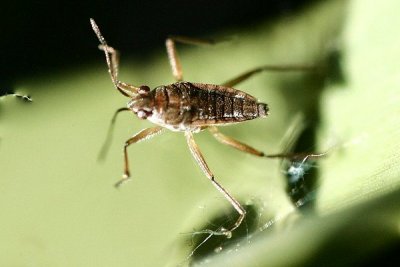 Tiny water strider