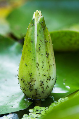 Aphids on Water Lily