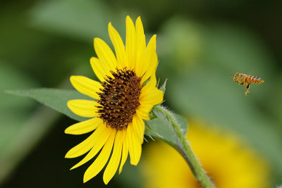 Honeybee coming in for a landing