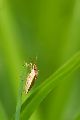 Bug