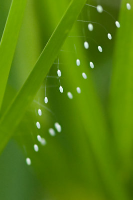 Lacewing Eggs?