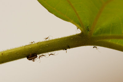 07079046bugnymphs.jpg