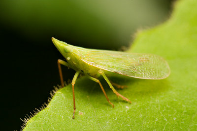 Hopper Insect