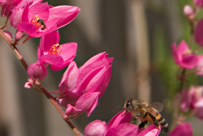Small Bee (also honeybee)