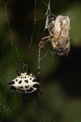 Honeybee Caught in Spider's Web