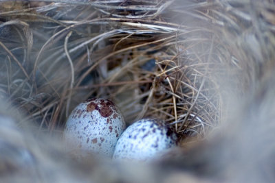 Cardinal Nest