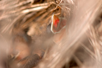 Cardinal