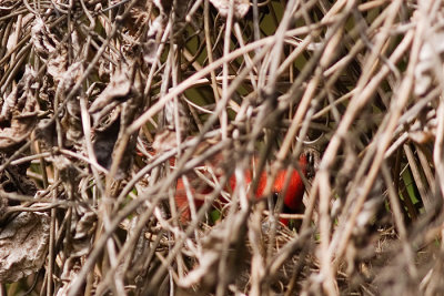 Cardinal