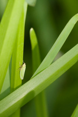 Leaf Hopper