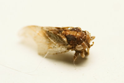 Hackberry Psyllid