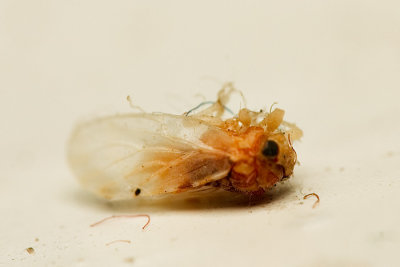Hackberry Psyllid