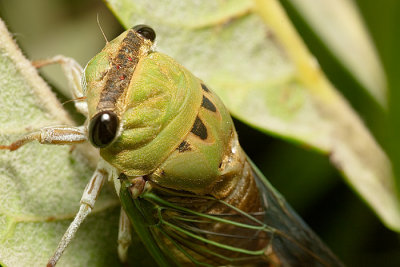 Cicada