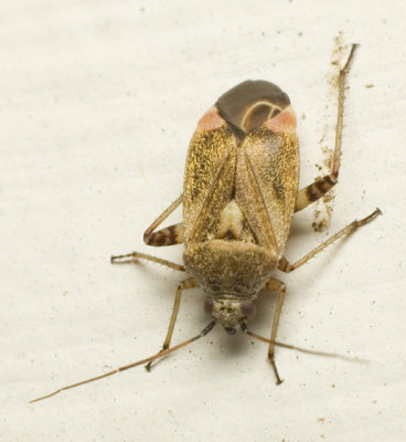 Plant Bug (Miridae)