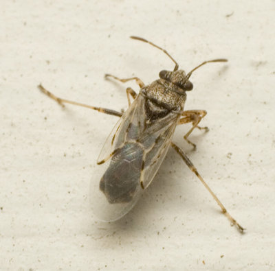 Nysius Seed Bug
