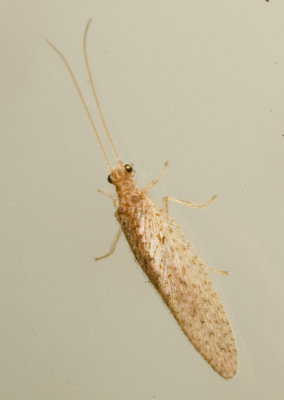 Brown Lacewing (Hemerobiidae)