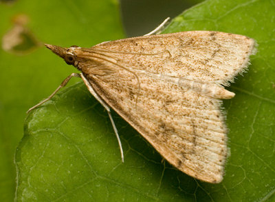 Pyralid Moth -- Celery Leaftier