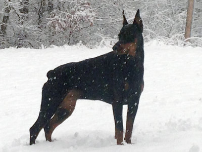 Leila on watch in the first snow storm