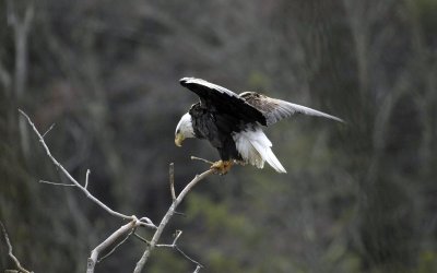 eagle_feeding_frenzy