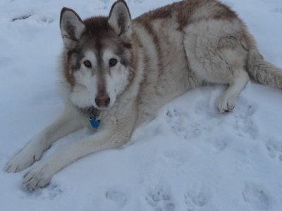 our snow dog.