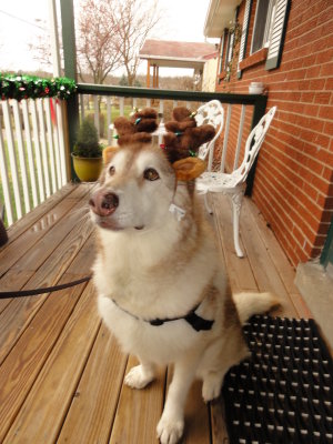 Yes those are reindeer antlers!