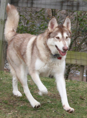 Taking laps around the yard.