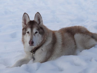 She would lay in the snow for hours.