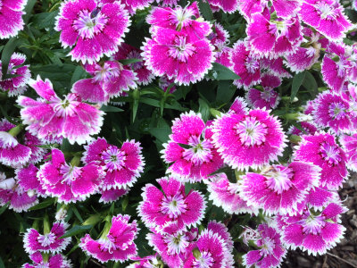 rc-052013-007-mas.jpg