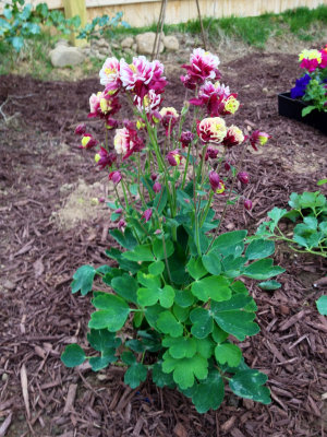 rc-052013-020-mas.jpg